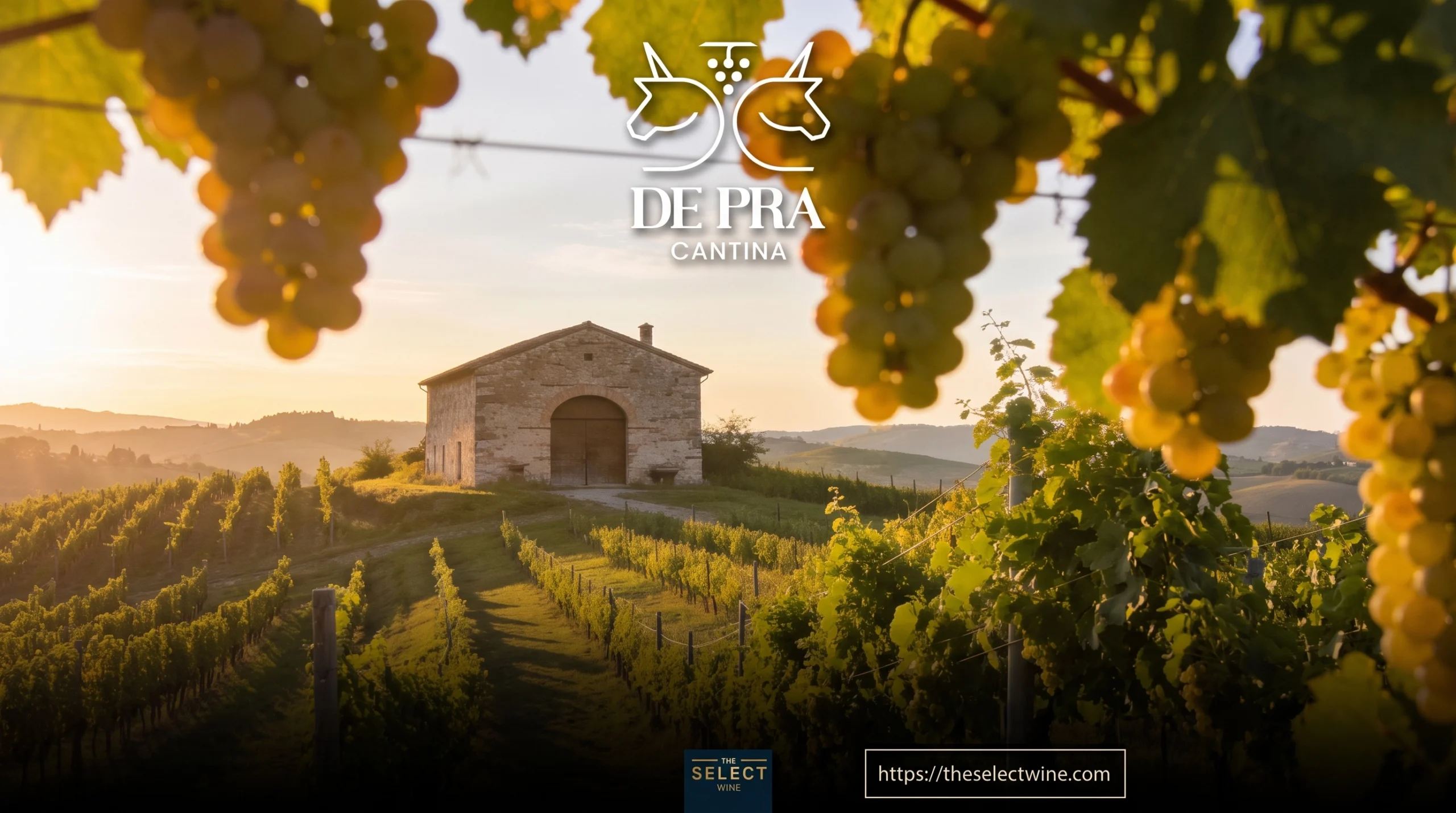 Close-up of ripe white grapes on the vine at De Pra Cantina, featuring a rustic stone wine estate surrounded by rolling vineyard hills bathed in golden hour sunlight.